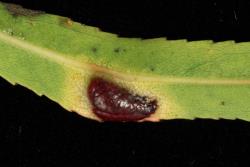 Salix humboltiana. Leaf gall.
 Image: D. Glenny © Landcare Research 2020 CC BY 4.0